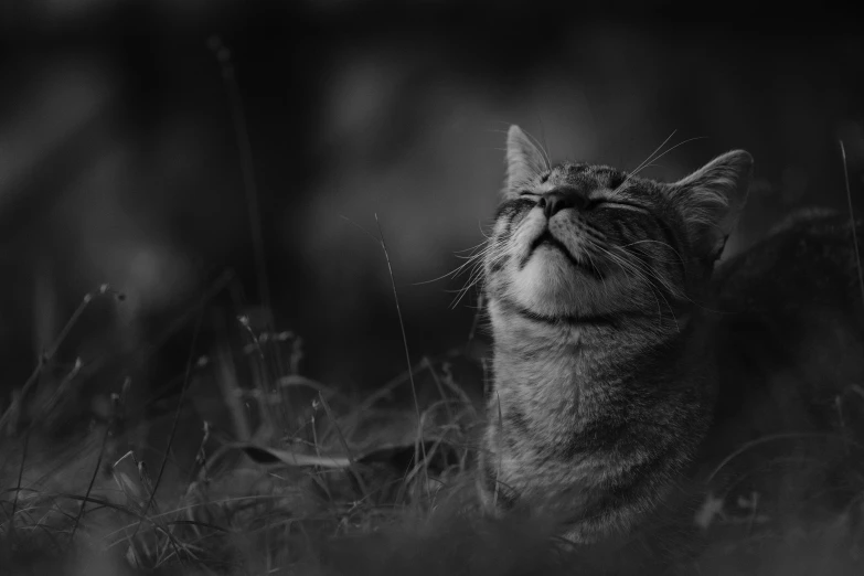 a cat that is sitting in the grass, a black and white photo, by Emma Andijewska, looking up to the sky, unsplash photo contest winner, with closed eyes, high quality desktop wallpaper