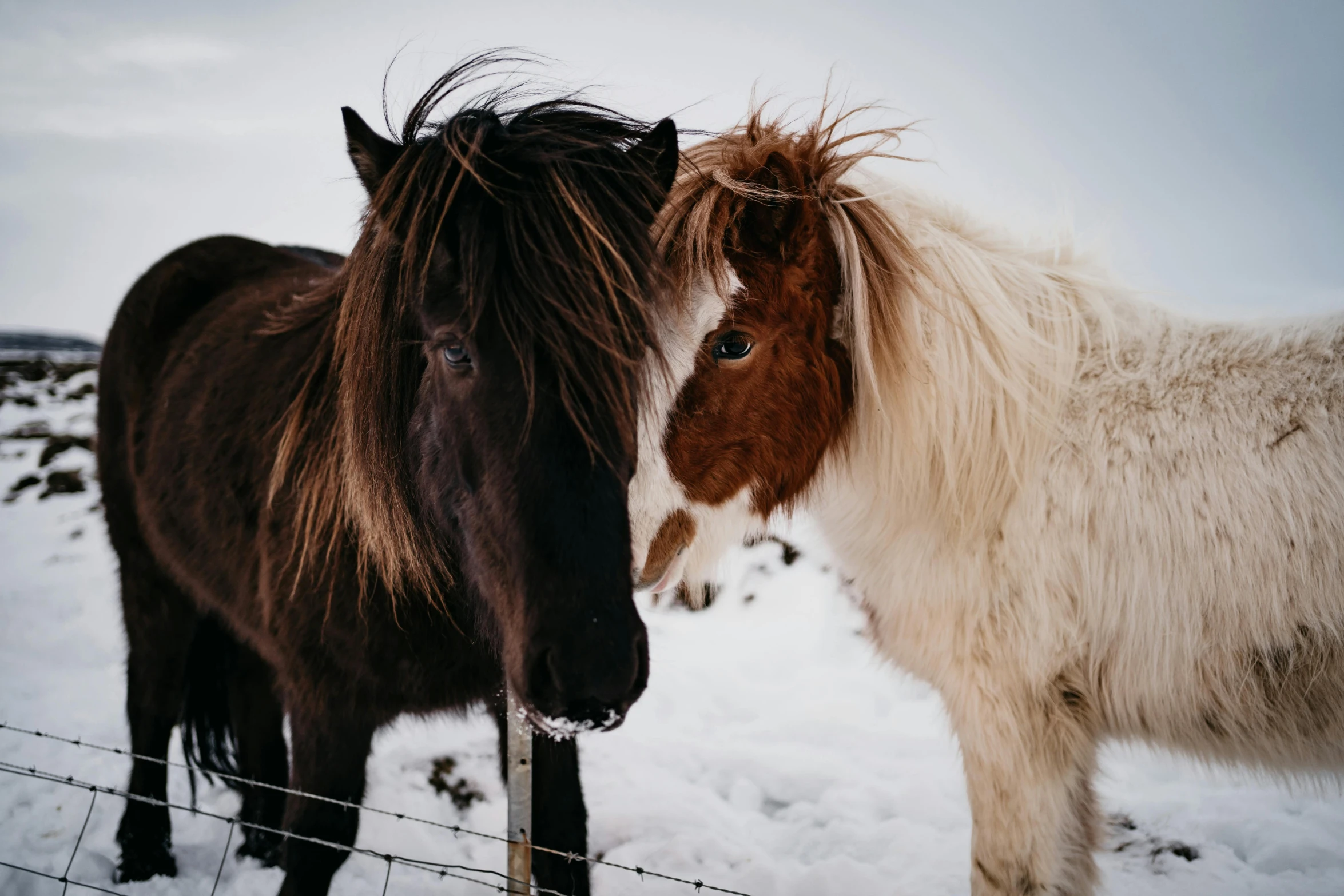 two horses standing next to each other in the snow, pexels contest winner, 🐋 as 🐘 as 🤖 as 👽 as 🐳, profile image, nordic, up close