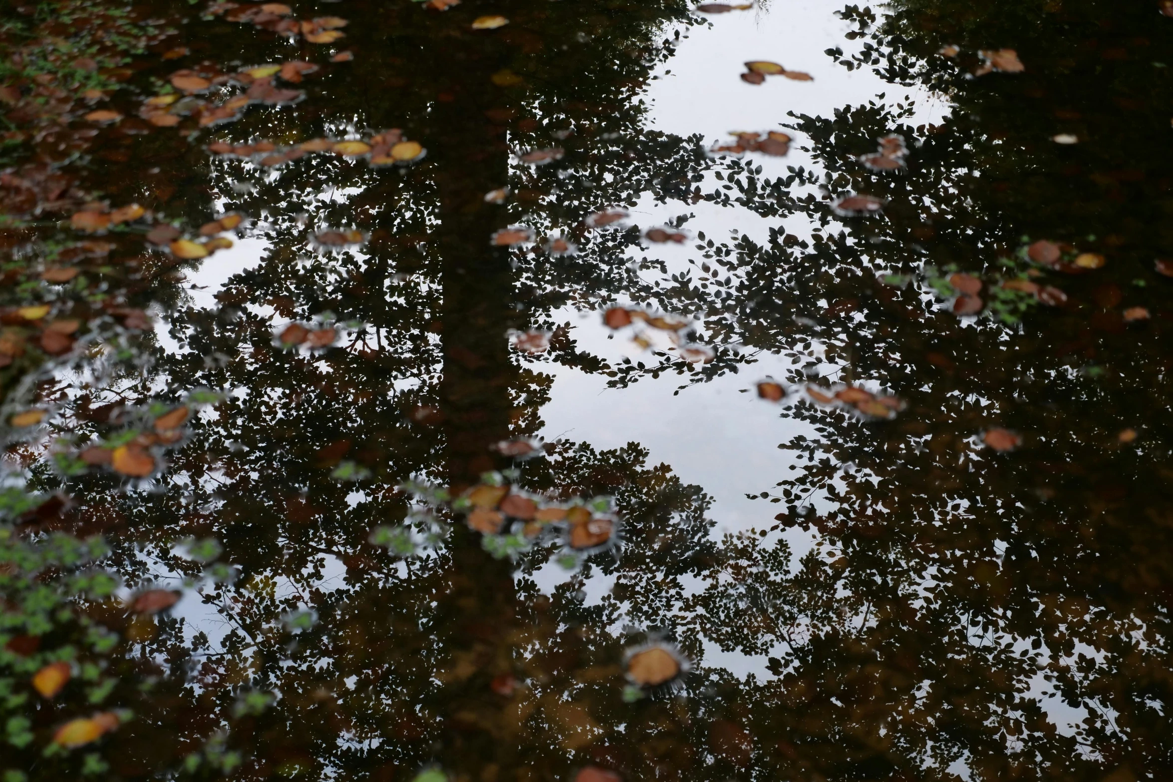 a reflection of trees in a puddle of water, inspired by Monet, unsplash, hurufiyya, black, brown, low-angle, grey