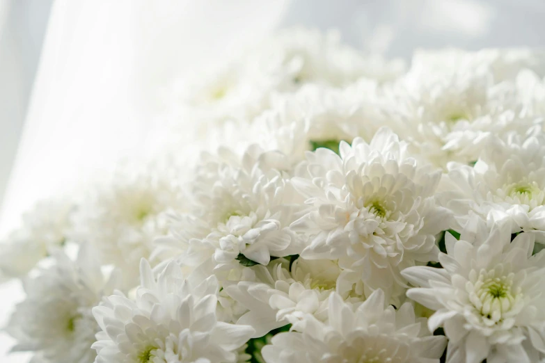 a bunch of white flowers in a vase, up-close, chrysanthemum eos-1d, extra crisp image, detail shot