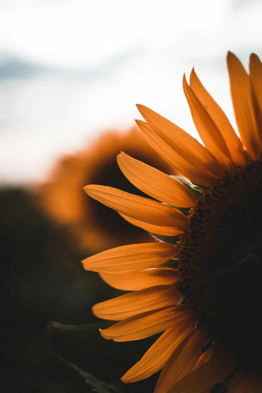 a close up of a sunflower in a field, by Niko Henrichon, trending on unsplash, dark warm light, orange, profile shot, no cropping