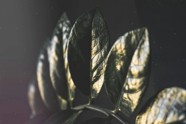 a close up of a plant with leaves, a macro photograph, inspired by Elsa Bleda, trending on unsplash, art photography, gold and black metal, substance designer metal, foil, instagram post