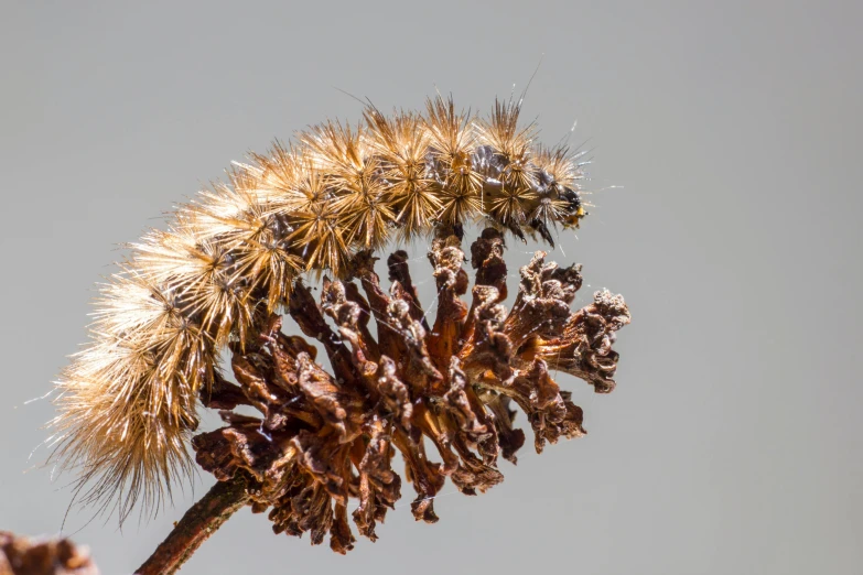 a close up of a plant with a sky in the background, a macro photograph, by David Simpson, unsplash, the caterpillar, coxcomb, on a gray background, dried fern