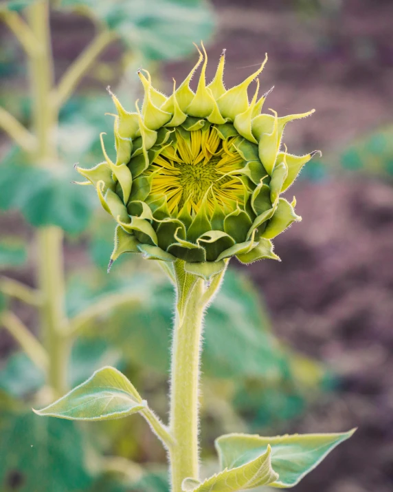 a close up of a sunflower in a field, a photo, unsplash, renaissance, artichoke, in a menacing pose, sprouting, permaculture
