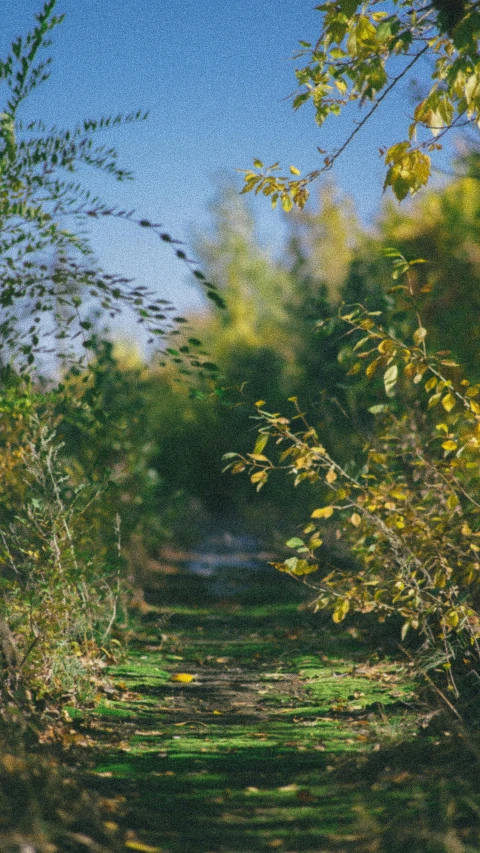 a dirt road surrounded by trees on a sunny day, a picture, inspired by Elsa Bleda, pexels, visual art, grassy autumn park outdoor, willow plant, cinestill 800t 50mm eastmancolor, cinematic still