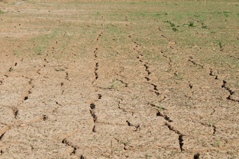 a field that has some dirt in it, cracks, slightly smiling, hot weather, promo image