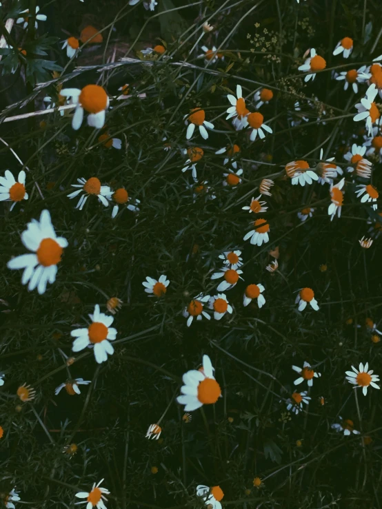 a bunch of white and orange flowers in a field, an album cover, inspired by Elsa Bleda, trending on unsplash, grunge aesthetic!!! (, 🍁 cute, night photo, dark. no text