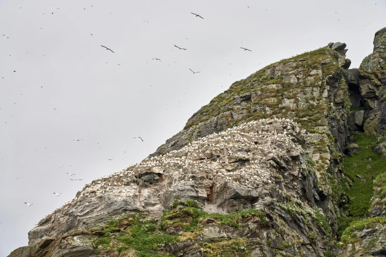 a flock of birds sitting on top of a rocky cliff, white bird skulls, 2022 photograph, faroe, 2 0 2 2 photo