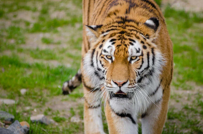 a tiger walking across a lush green field, pexels contest winner, concerned expression, manuka, great quality, ready to eat