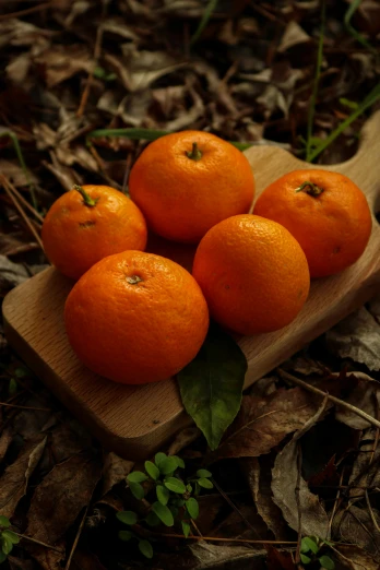 a bunch of oranges sitting on top of a wooden cutting board, by David Garner, slide show, close up of iwakura lain, gardening, profile image