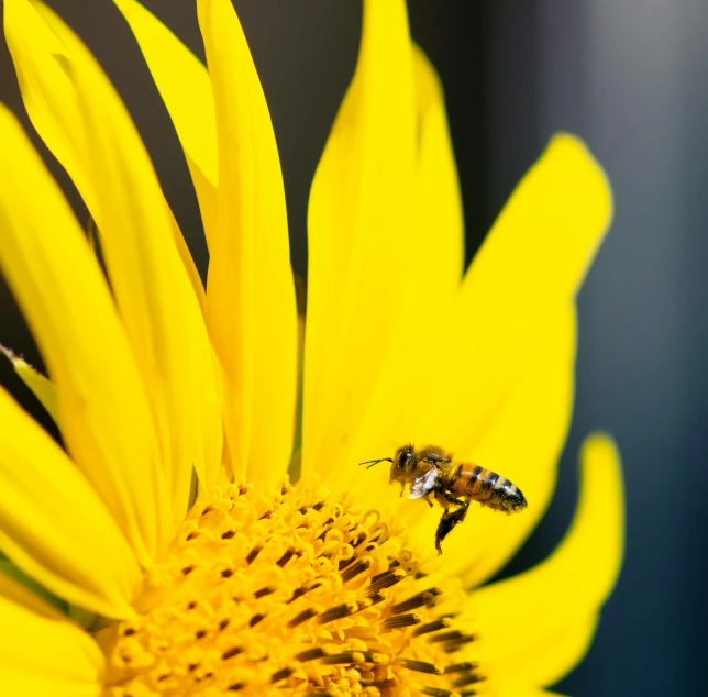 a bee sitting on top of a yellow flower, by Carey Morris, pexels contest winner, full morning sun, slide show, hovering, tourist photo