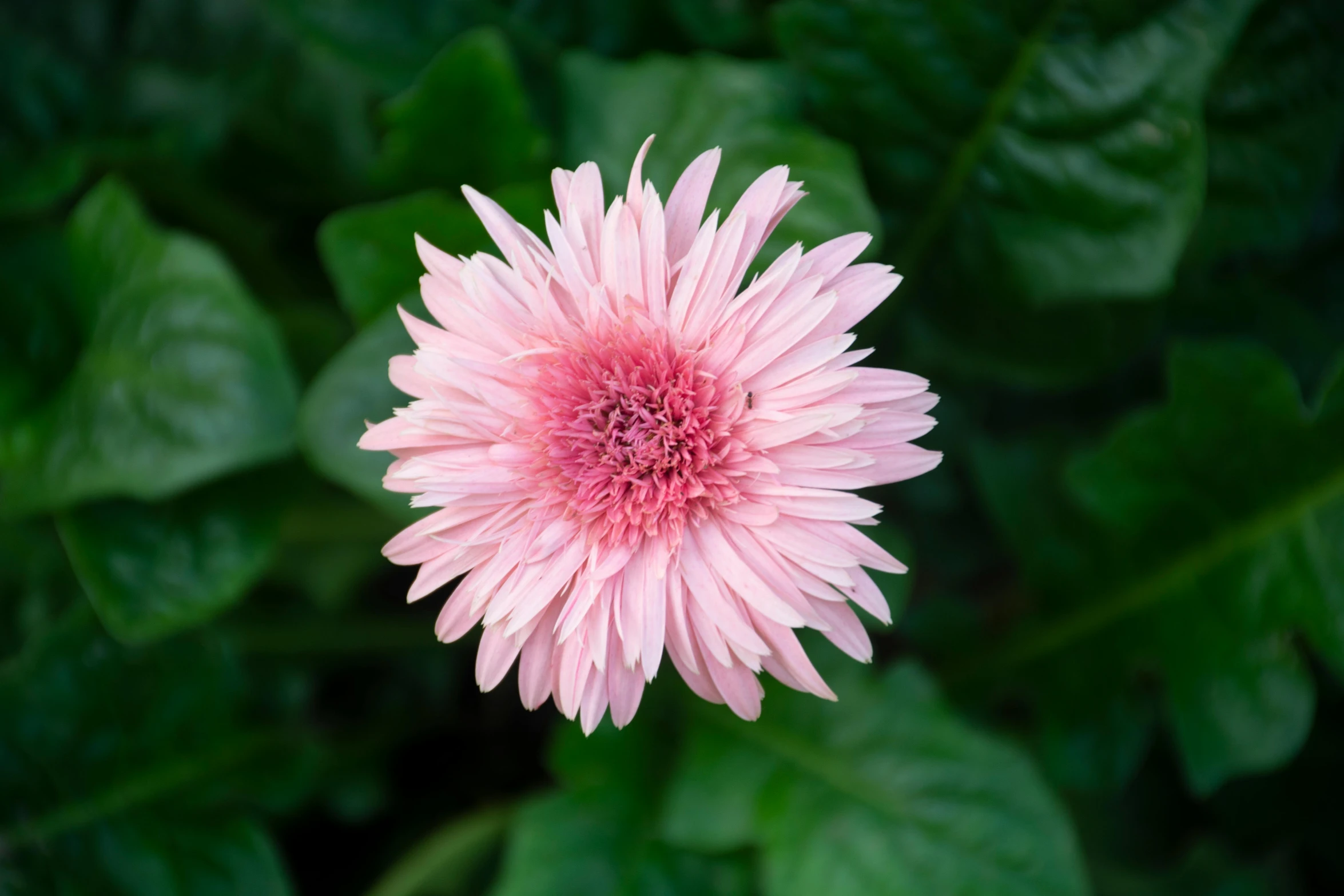 a pink flower with green leaves in the background, a picture, unsplash, renaissance, giant daisy flower head, shot on sony a 7 iii, albino dwarf, a high angle shot