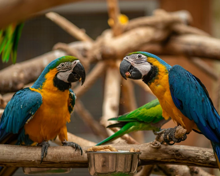 two parrots sitting next to each other on a branch, pexels contest winner, cinematic blue and gold, biodome, a wooden, 🦩🪐🐞👩🏻🦳