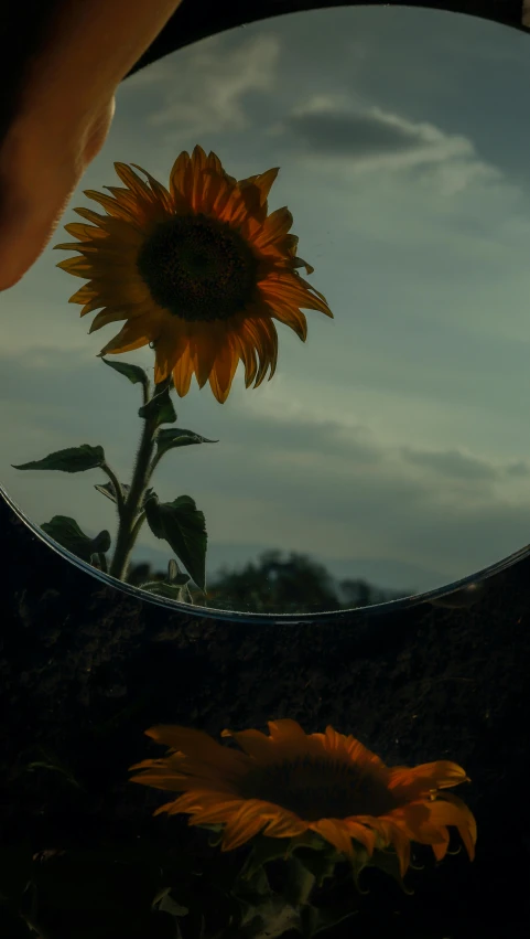 a person taking a picture of a sunflower in a mirror, an album cover, inspired by Elsa Bleda, pexels contest winner, evening atmosphere, today\'s featured photograph 4k, high angle shot, shot from cinematic