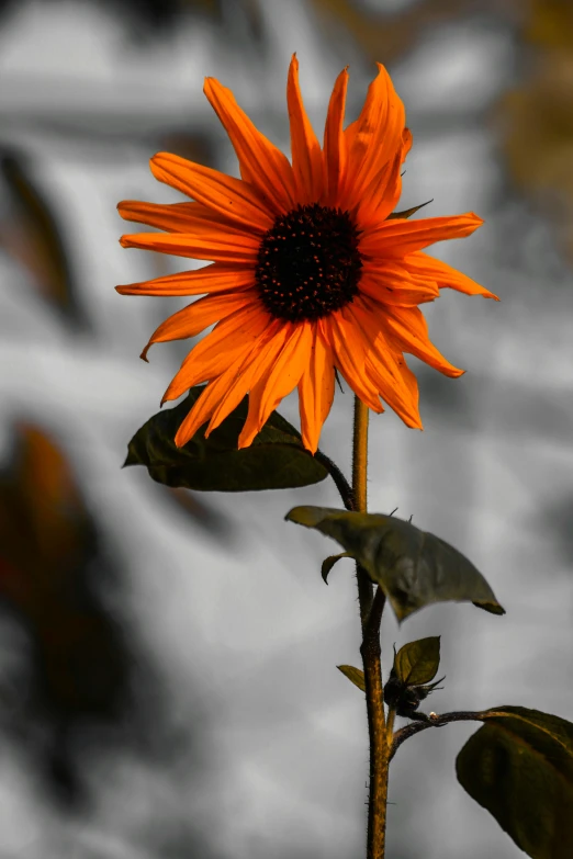 a single sunflower in front of a waterfall, a photo, by Jan Rustem, art photography, orange and black, today\'s featured photograph 4k, grey orange, sunflower stained glass