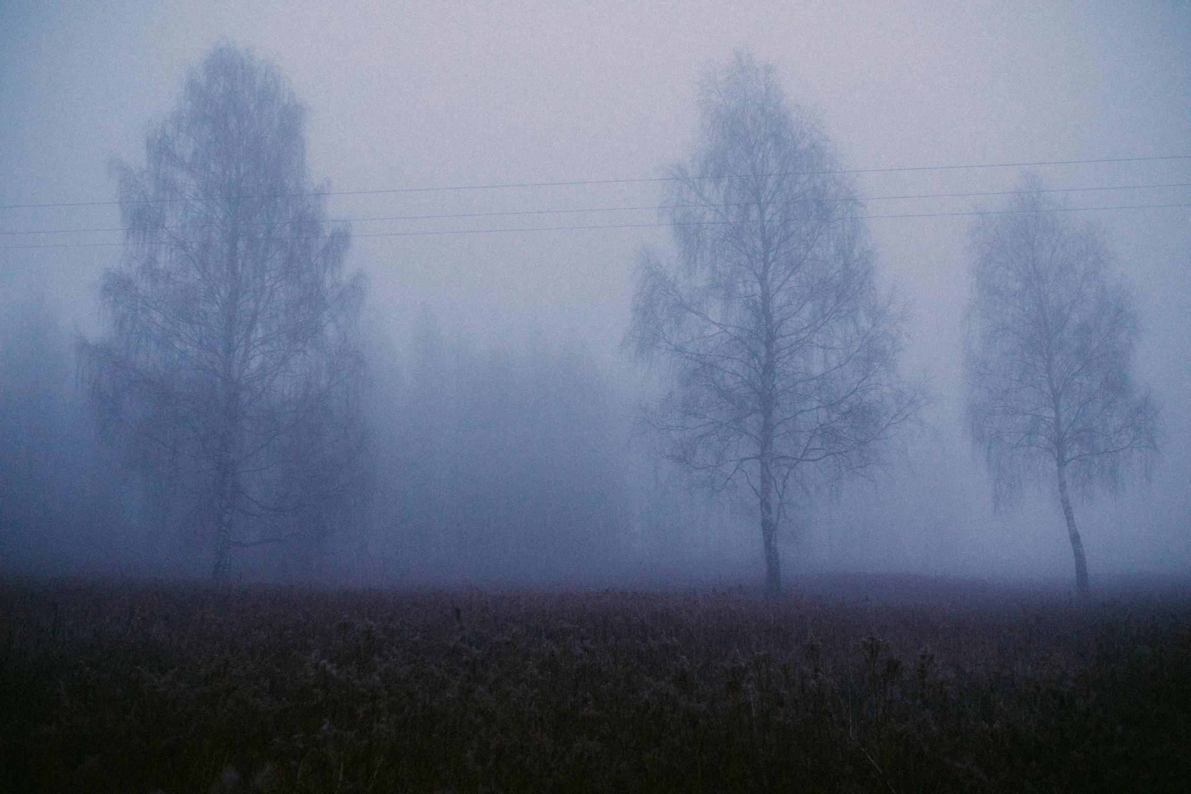 a group of trees in a field on a foggy day, inspired by Elsa Bleda, pexels contest winner, andrei tarkovsky scene, (night), gray sky, russian landscape