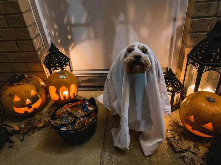 a dog that is standing in front of a door, halloween decorations, profile image, fan favorite, snacks