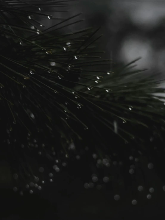 a pine tree branch with water droplets on it, by Adam Marczyński, unsplash contest winner, hurufiyya, ☁🌪🌙👩🏾, dark aesthetic, video still, profile picture