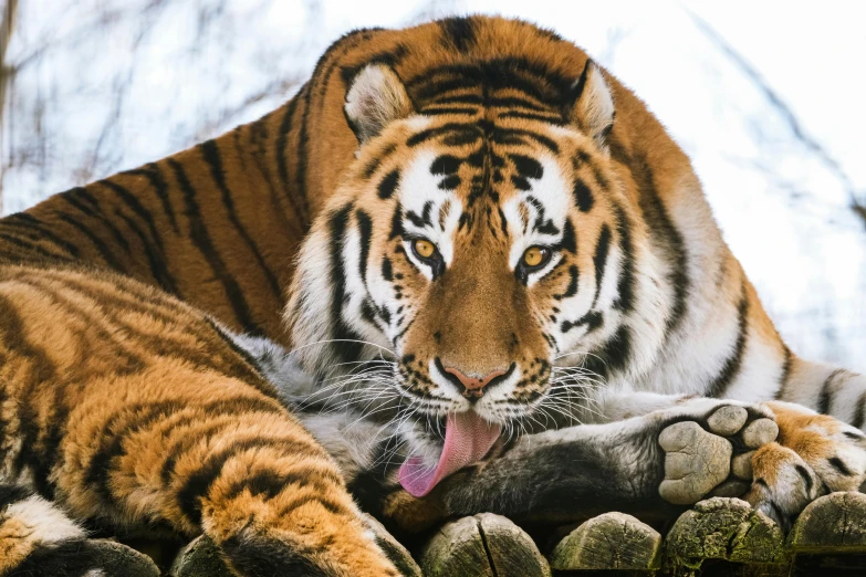 a tiger laying on top of a pile of rocks, by Adam Marczyński, pexels contest winner, licking tongue, tiger paws as gloves, manuka, frontal close up