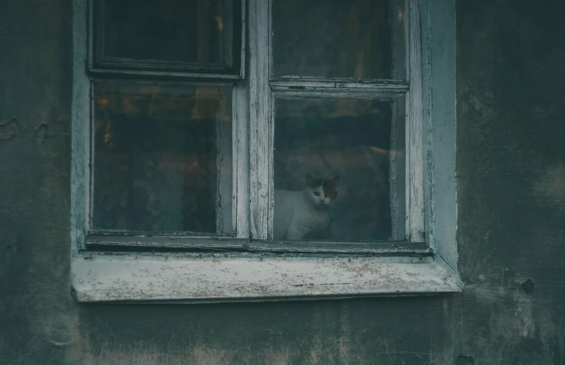 a cat that is looking out of a window, inspired by Elsa Bleda, silent hill aesthetic, ghost town, grey, high quality photo