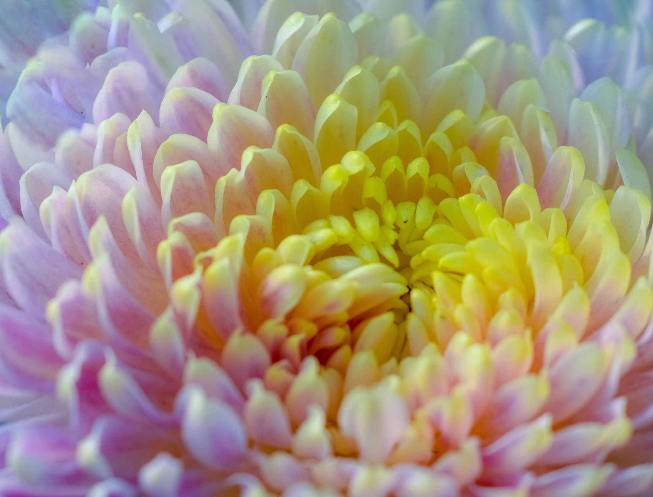 a close up of a pink and yellow flower, pearlescent hues, chrysanthemum, pastel faded grey rainbow, albino dwarf