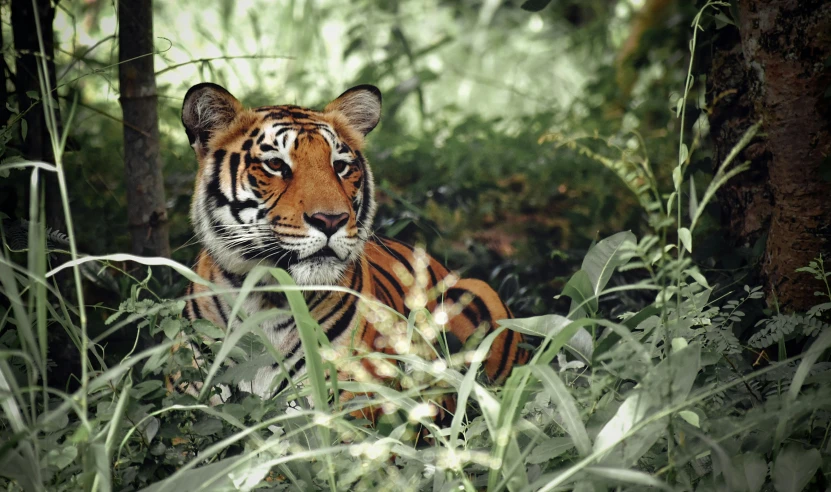 a tiger that is sitting in the grass, unsplash, sumatraism, medium format, victoria siemer, amongst foliage, high definition photo