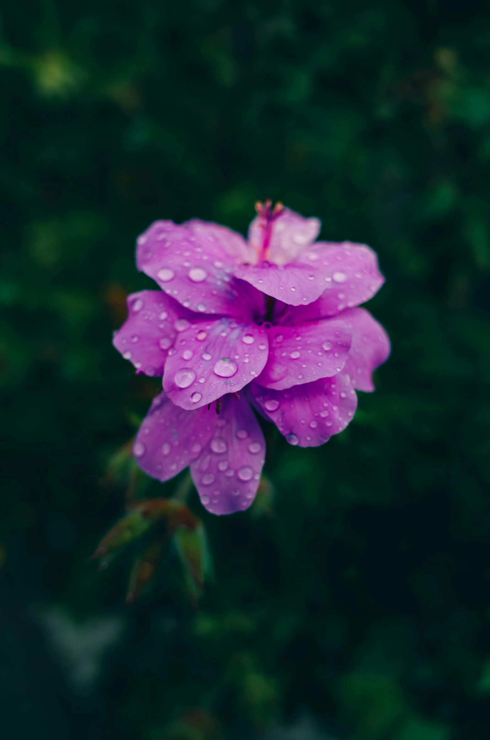 a purple flower with water droplets on it, unsplash, paul barson, 15081959 21121991 01012000 4k, medium format. soft light, high quality photo