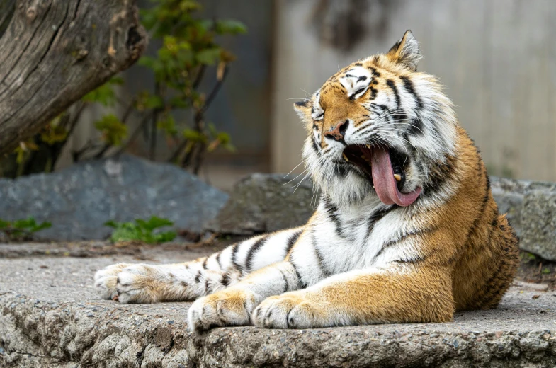 a close up of a tiger yawning, by Adam Marczyński, pexels contest winner, relaxed pose, tail raised, 🦩🪐🐞👩🏻🦳, real-life tom and jerry