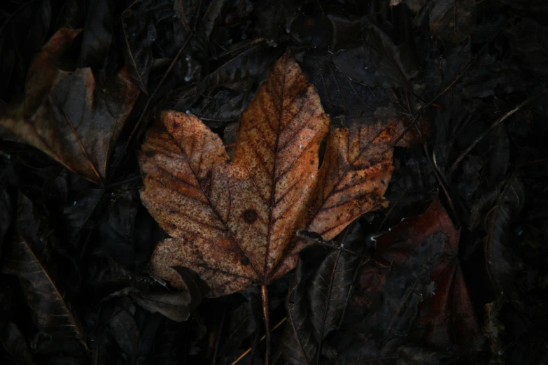 a close up of a leaf on the ground, an album cover, by Attila Meszlenyi, pexels contest winner, australian tonalism, black and brown, maple syrup, illustration, chilly dark mood