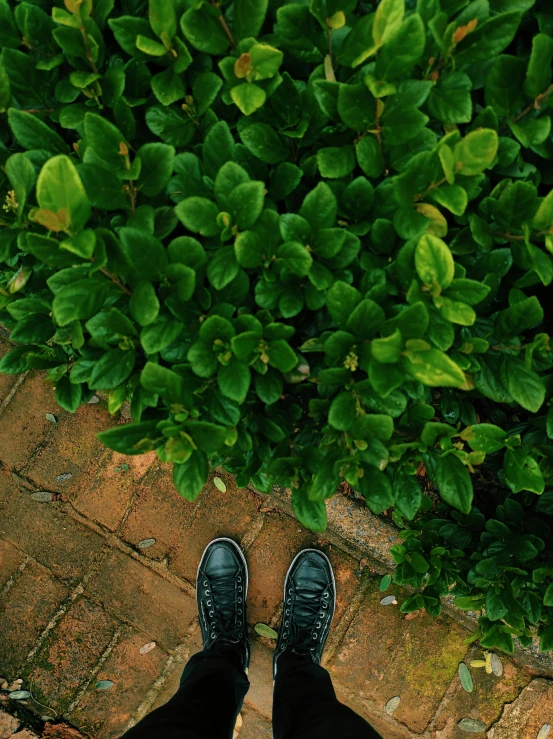 a person standing on a brick walkway next to a bush, a picture, trending on unsplash, happening, it\'s name is greeny, shoes, full frame image, looking down at you