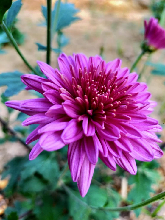 a close up of a purple flower with green leaves, chrysanthemum eos-1d, taken on iphone 1 3 pro, low quality photo, various posed