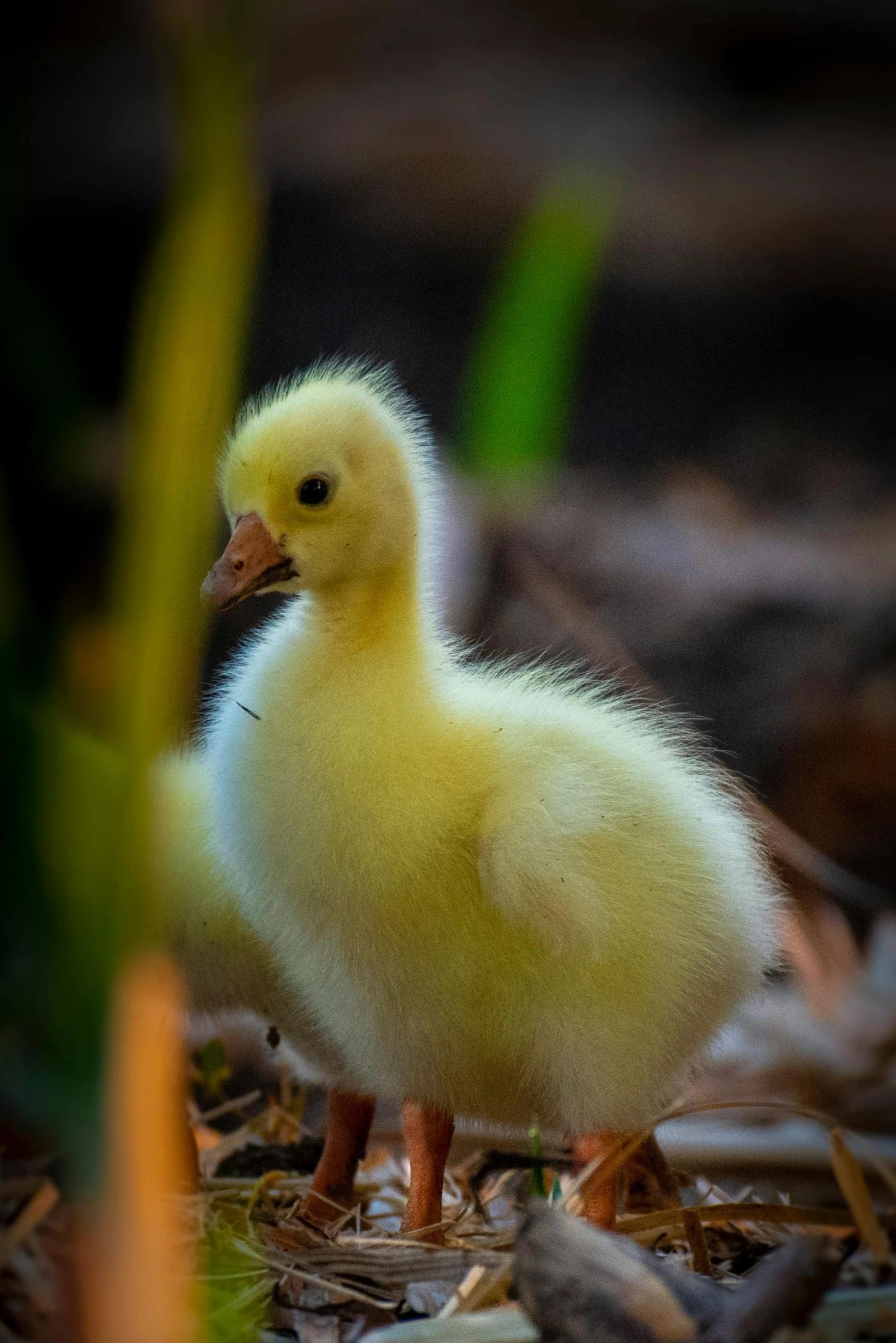 Image Details of duck cub young duck duckling duckling
