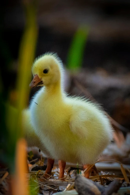 a small yellow duck standing on the ground, by Jan Tengnagel, pexels contest winner, renaissance, hatched pointed ears, beautifully soft lit, australian, goose!!!!!