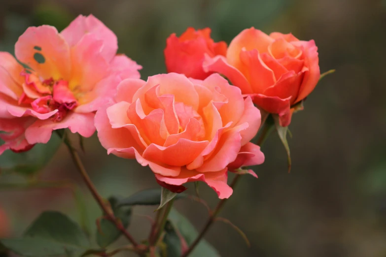 a group of pink roses sitting on top of a lush green field, vibrant but dreary orange, highly polished, light orange mist, 'groovy'