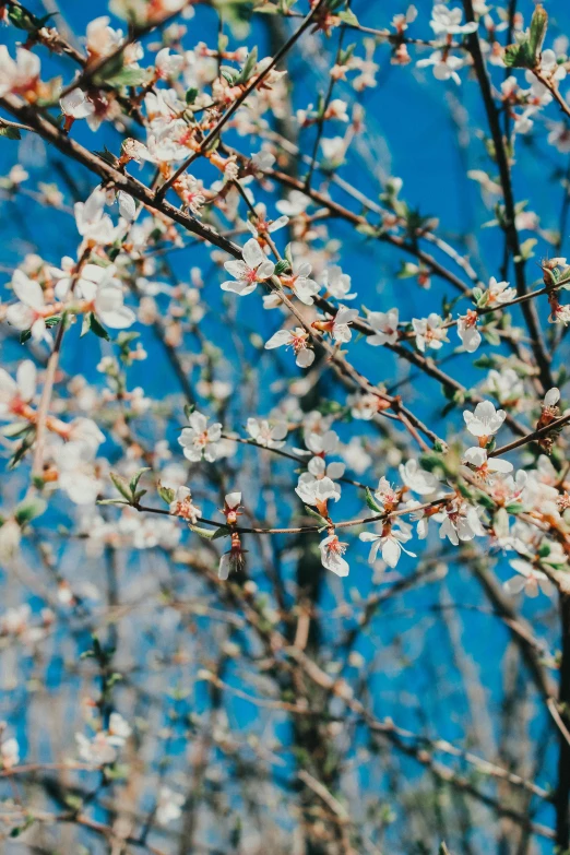 a tree with white flowers against a blue sky, trending on unsplash, with fruit trees, plant sap, slide show, profile image