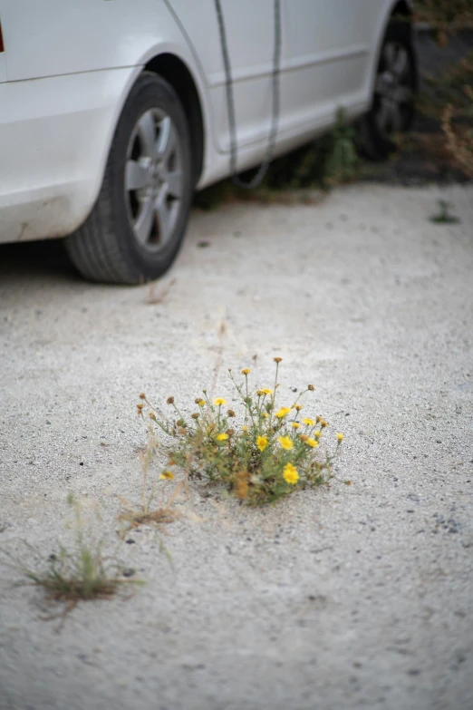 a white car parked on the side of the road, land art, patchy flowers, close - up photograph, paved, yellow flowers