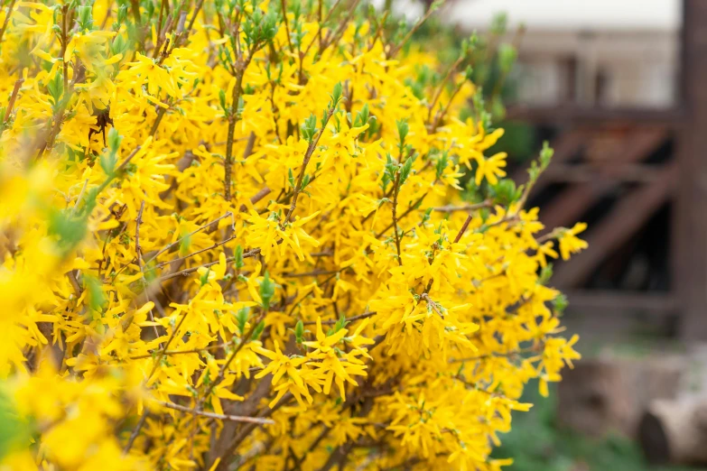 a bush of yellow flowers in front of a house, a portrait, spike - like branches, spring vibrancy, vibrant foliage, livia prima