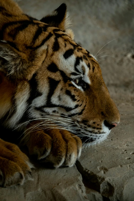 a close up of a tiger laying on a rock, a portrait, pexels contest winner, contemplative, paws on head, today\'s featured photograph 4k, high angle close up shot