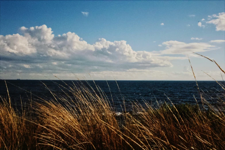 a large body of water surrounded by tall grass, a picture, unsplash, visual art, blue sea, medium format, seaview, 2000s photo