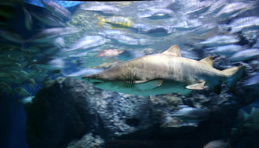 a shark swimming in an aquarium surrounded by fish, by Greg Rutkowski, pexels contest winner, photorealism, modeled, an ocean, blurred, mangy