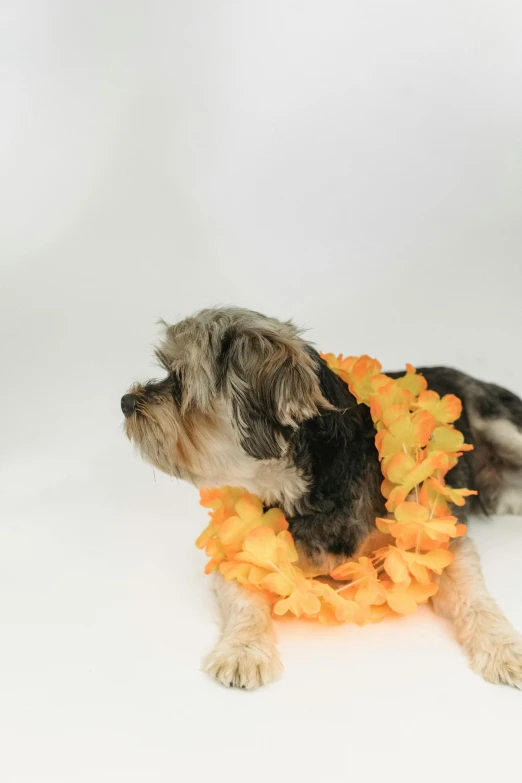 a small dog sitting on top of a white floor, orange and yellow costume, baroque hibiscus queen, premium, shell collar!!l