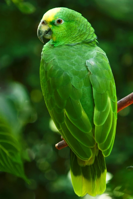 a green parrot sitting on top of a tree branch, facing away from the camera, full of greenish liquid, lush greens, back