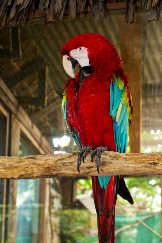 a red parrot sitting on top of a wooden branch, sitting down