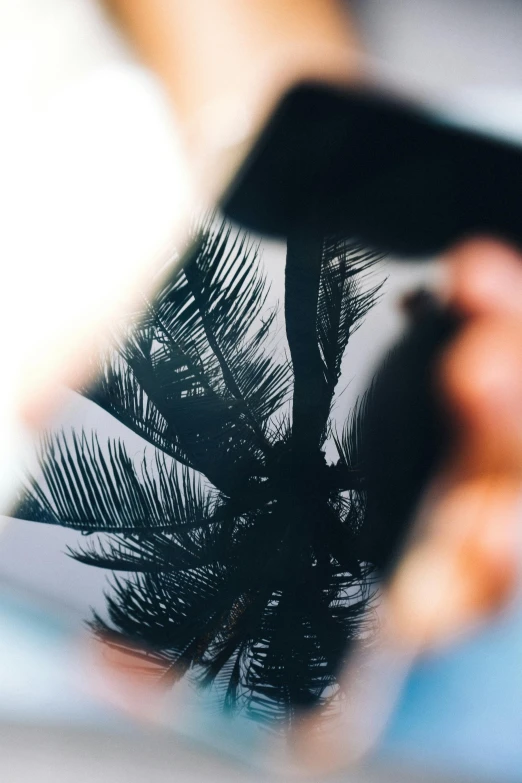 a person taking a picture of a palm tree, a picture, by Robbie Trevino, trending on pexels, art photography, reflective surface, close up to the screen, ilustration, graphic print