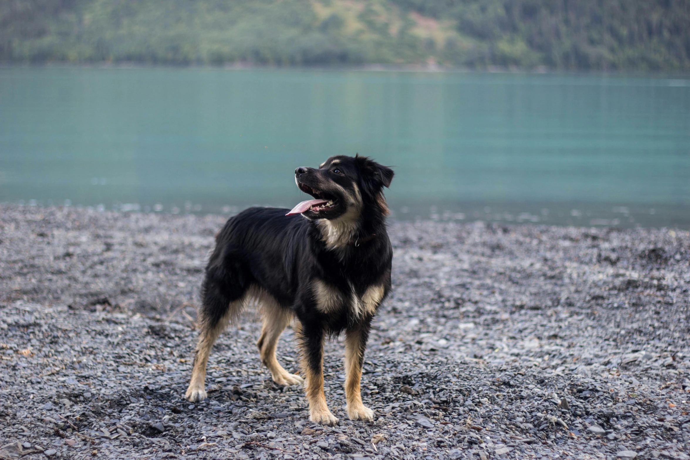 a black and brown dog standing next to a body of water, by Muggur, alaska, fan favorite, mixed animal, shoreline