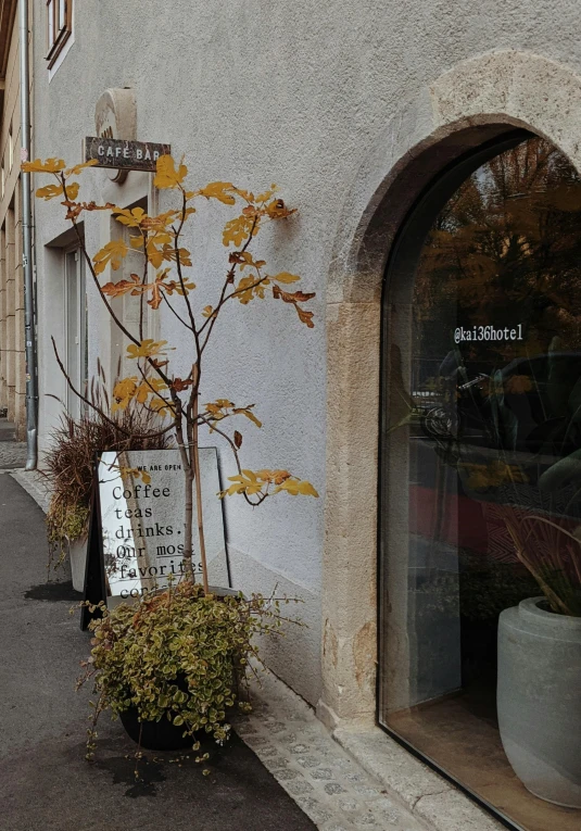 a couple of potted plants sitting on the side of a building, inspired by Albert Paris Gütersloh, cold brew coffee ), maple tree, shop front, dried vines