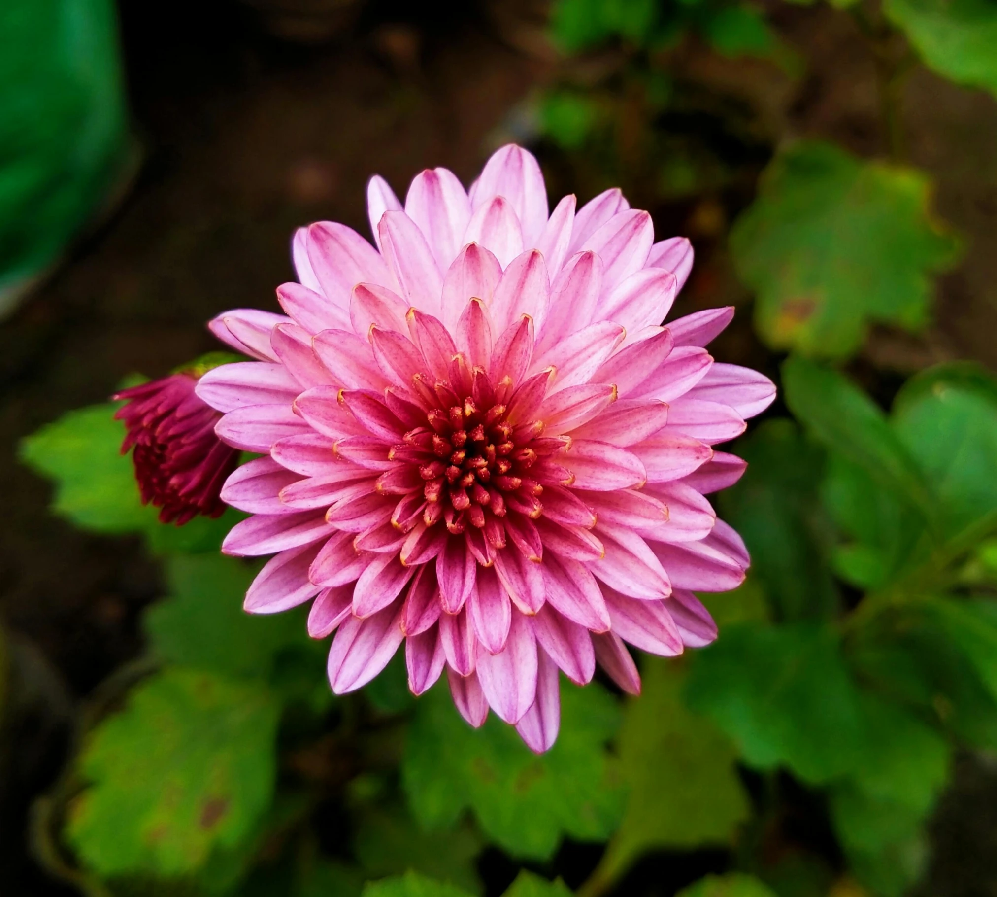 a close up of a pink flower with green leaves, chrysanthemum eos-1d, fan favorite, gardening, various posed