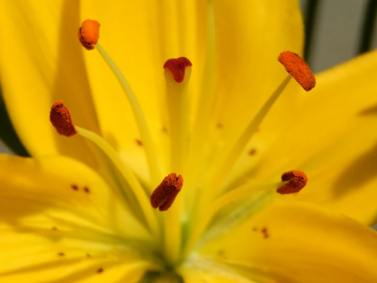 a close up of a yellow flower with red stamens, a macro photograph, by David Simpson, pexels, photorealism, lilies, close up high detailed, narrow depth of field, macro photography 8k