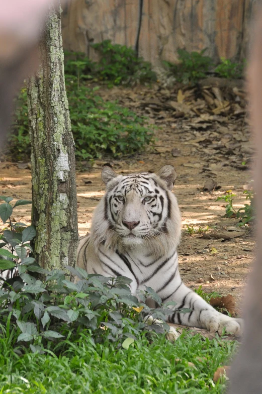 a white tiger sitting on top of a lush green field, kuala lumpur, sitting under a tree, taken in silver dollar city, staring at viewer