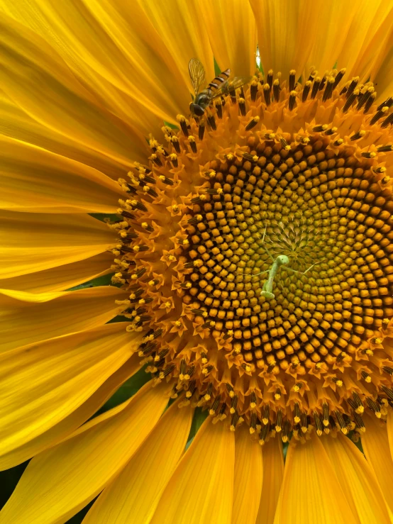 a close up of a sunflower with a bee on it, by Yasushi Sugiyama, intricate details photograph, slide show, grey, uncrop